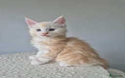 Maine Coon cats for sale: TICA - Maine Coon – 5 Boys Looking for Loving Home - Image 12