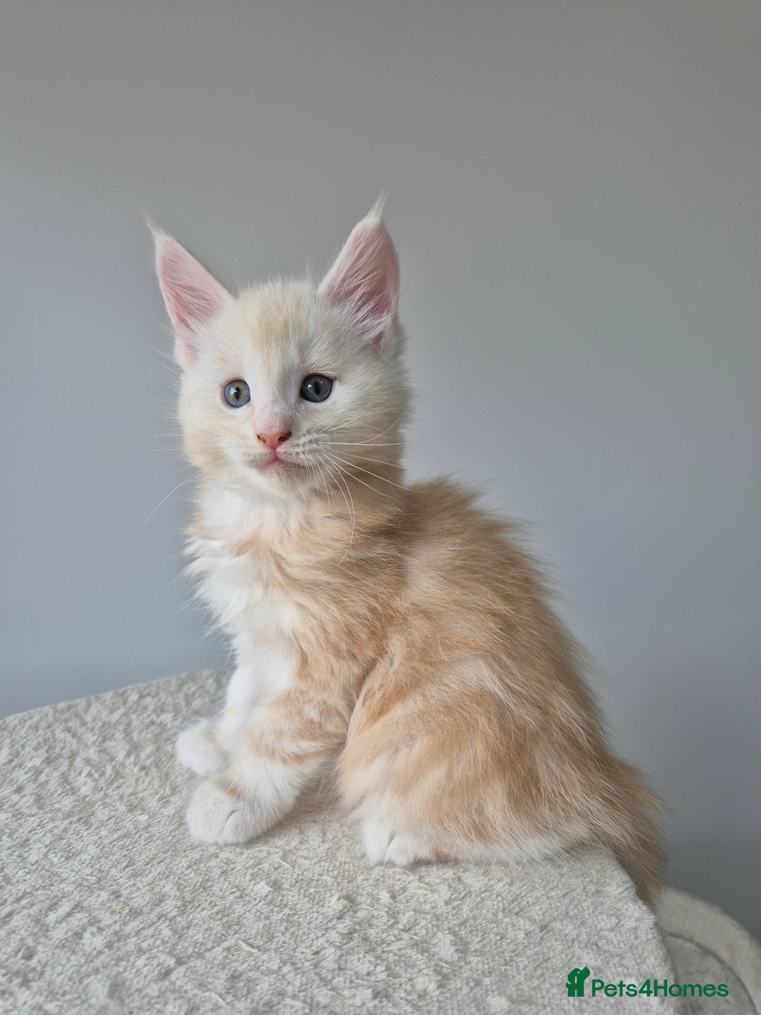 Maine Coon cats for sale: TICA - Maine Coon – 5 Boys Looking for Loving Home - Image 12