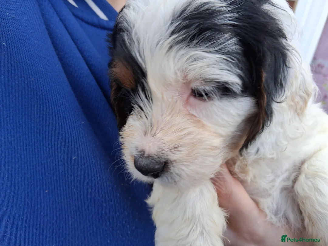 Cockapoo dogs for sale: Stunning cockerpoo puppies ready mid March - Advert 19