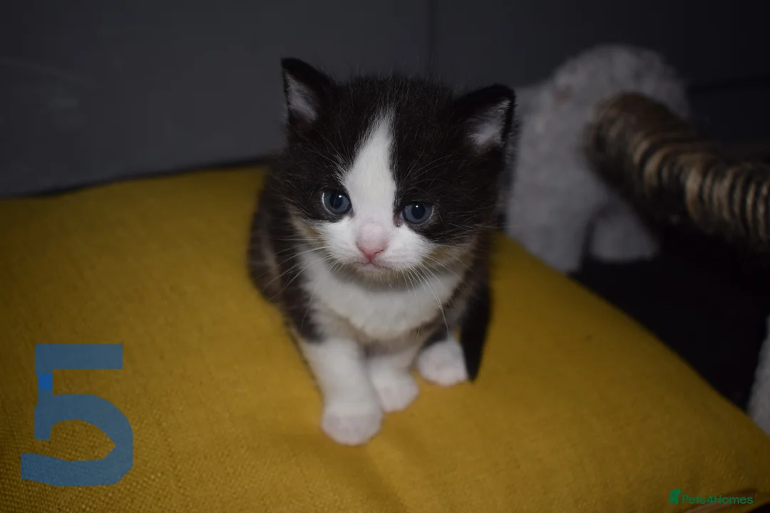 Mixed Breed cats for sale: Fluffy half ragdoll kittens available for sale - Advert 16