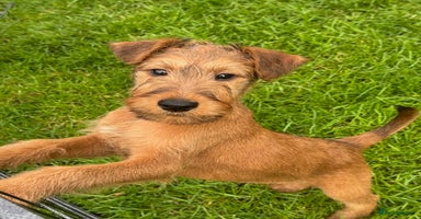 Irish Terrier dogs - Advert 16