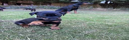 Dobermann dogs for sale: KC registered Dobermann puppies  - Advert 5