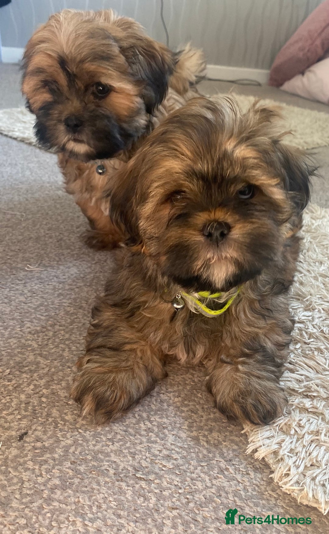 Shih Tzu dogs for sale: Shih Tzu puppies  - Image 3