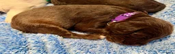 Sproodle dogs for sale: Sproodle puppies from experienced, licensed breedr - Advert 21