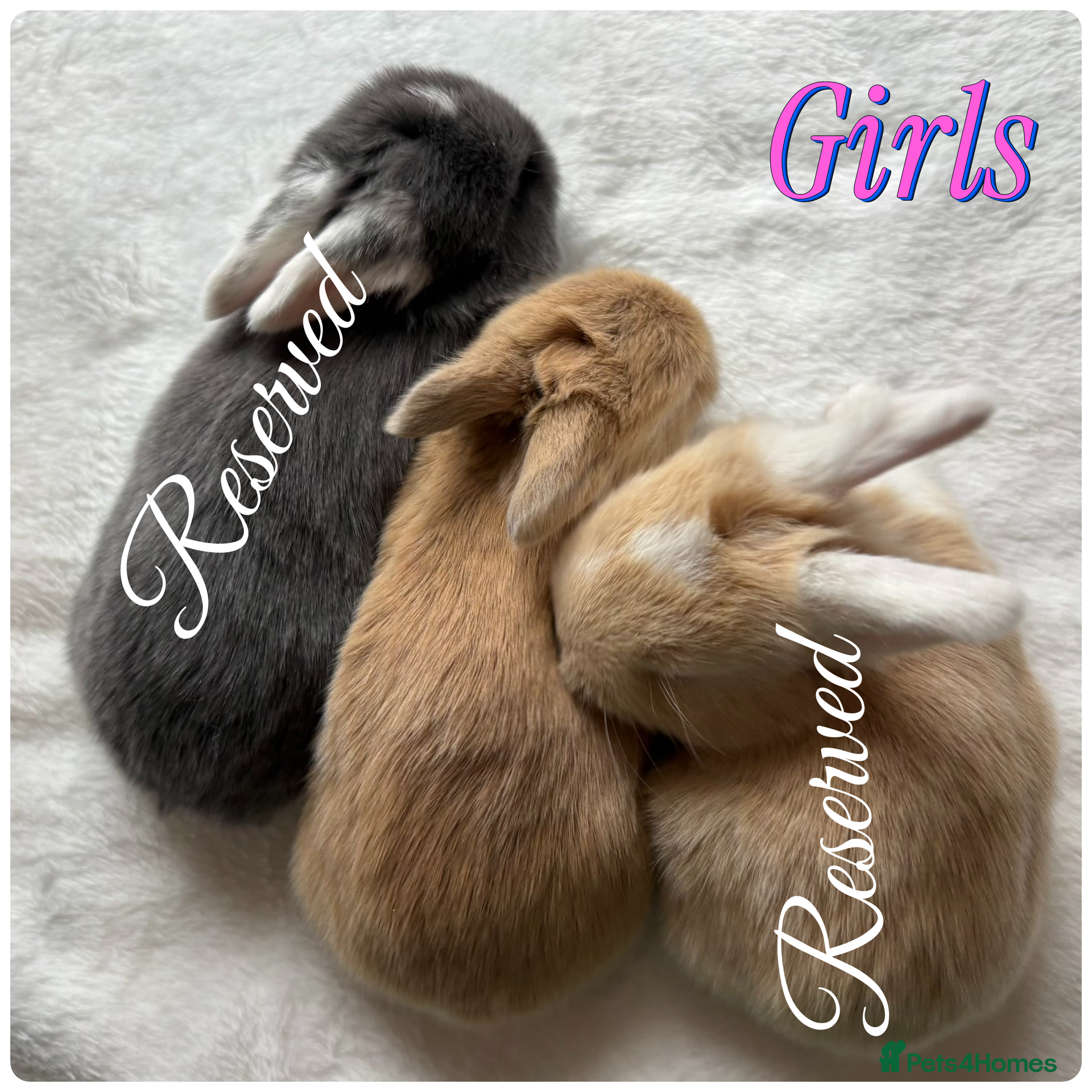 Mini Lop rabbits Baby Mini Lops (Ready 31/03) - Advert 18