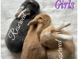 Mini Lop rabbits Baby Mini Lops (Ready 31/03) - Advert 18