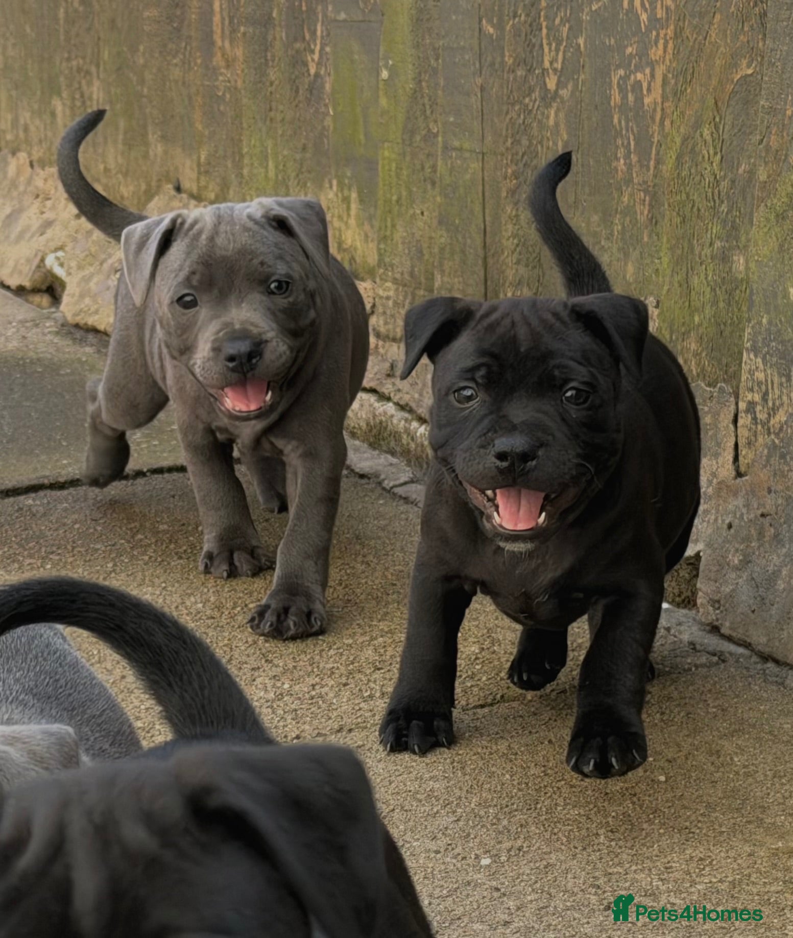 Staffordshire Bull Terrier dogs Health Tested KC Staffordshire Bull Terriers - Advert 1