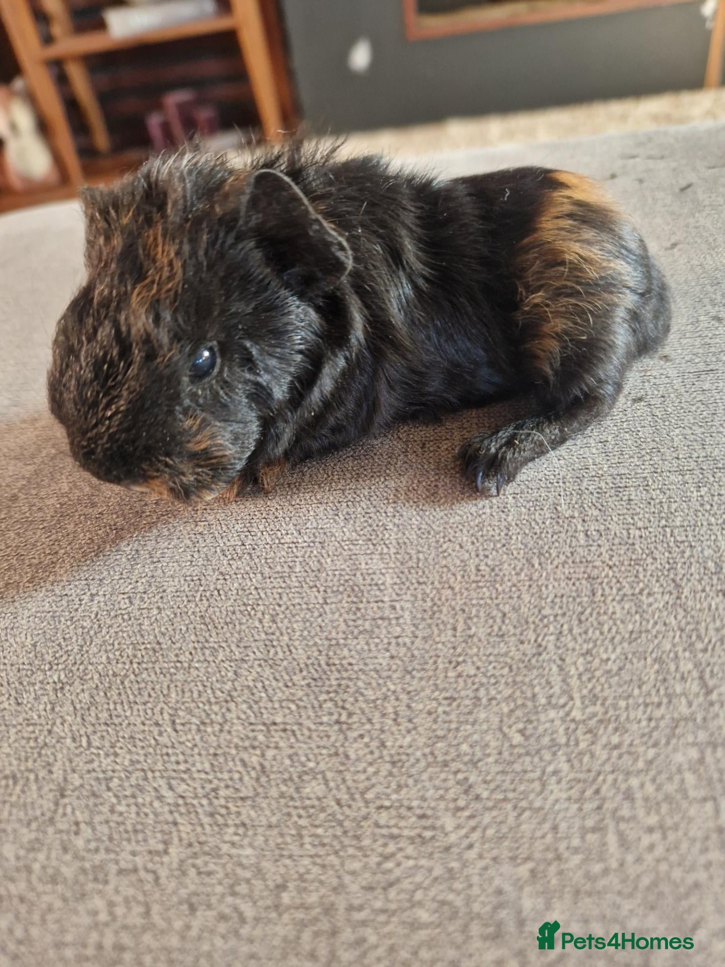 Guinea Pig rodents Baby Guinea Pigs - Advert 6