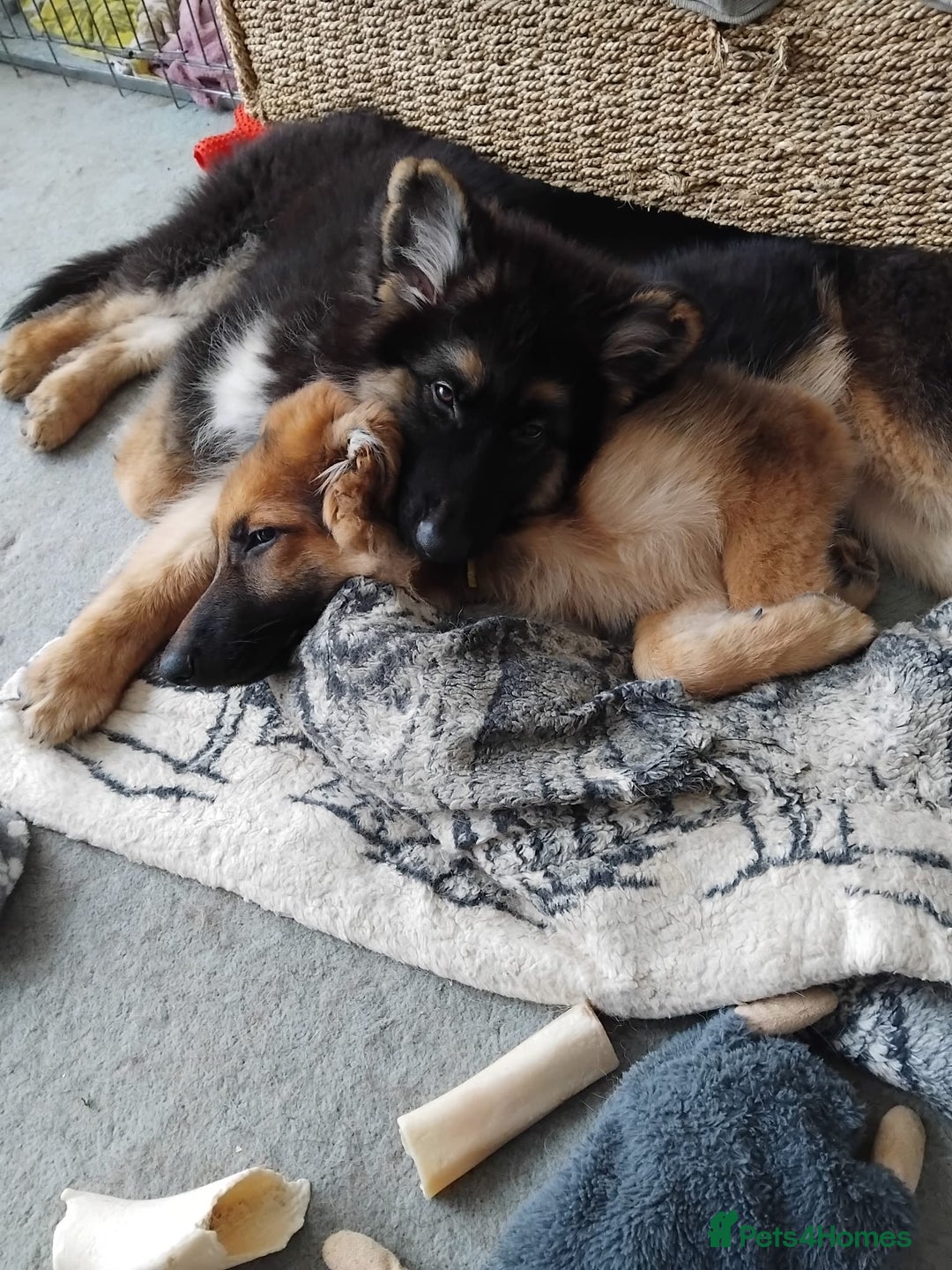 German Shepherd dogs for sale: Female German shepherd pup (Woo) - Advert 2