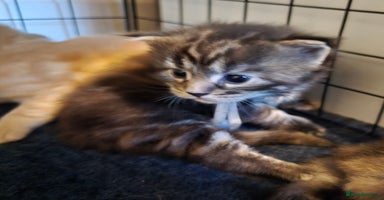 Maine Coon cats - Advert 11