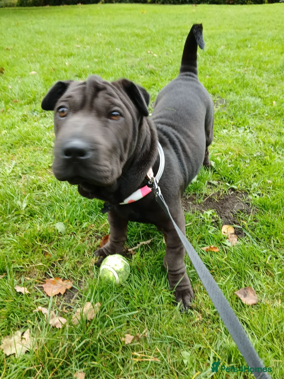 Mixed Breed dogs for sale: Hi my name is lola I'm looking for a new home ❤️ - Advert 15