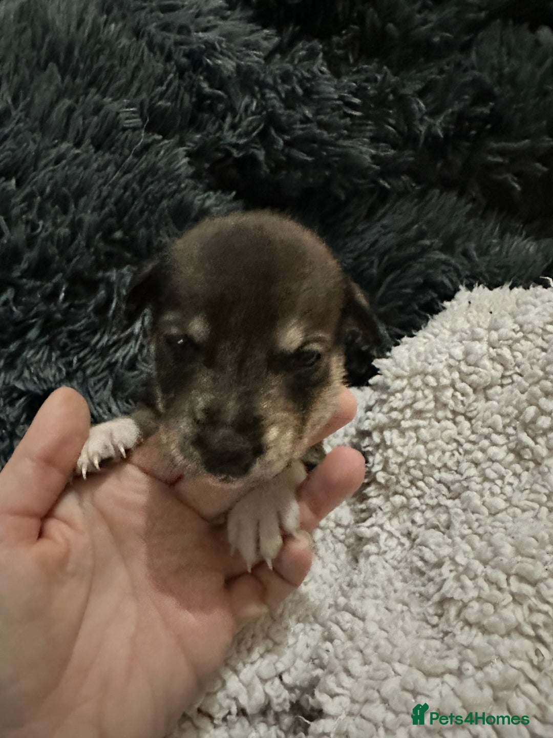 Mixed Breed dogs for sale: Husky staffy cross puppy - Advert 24