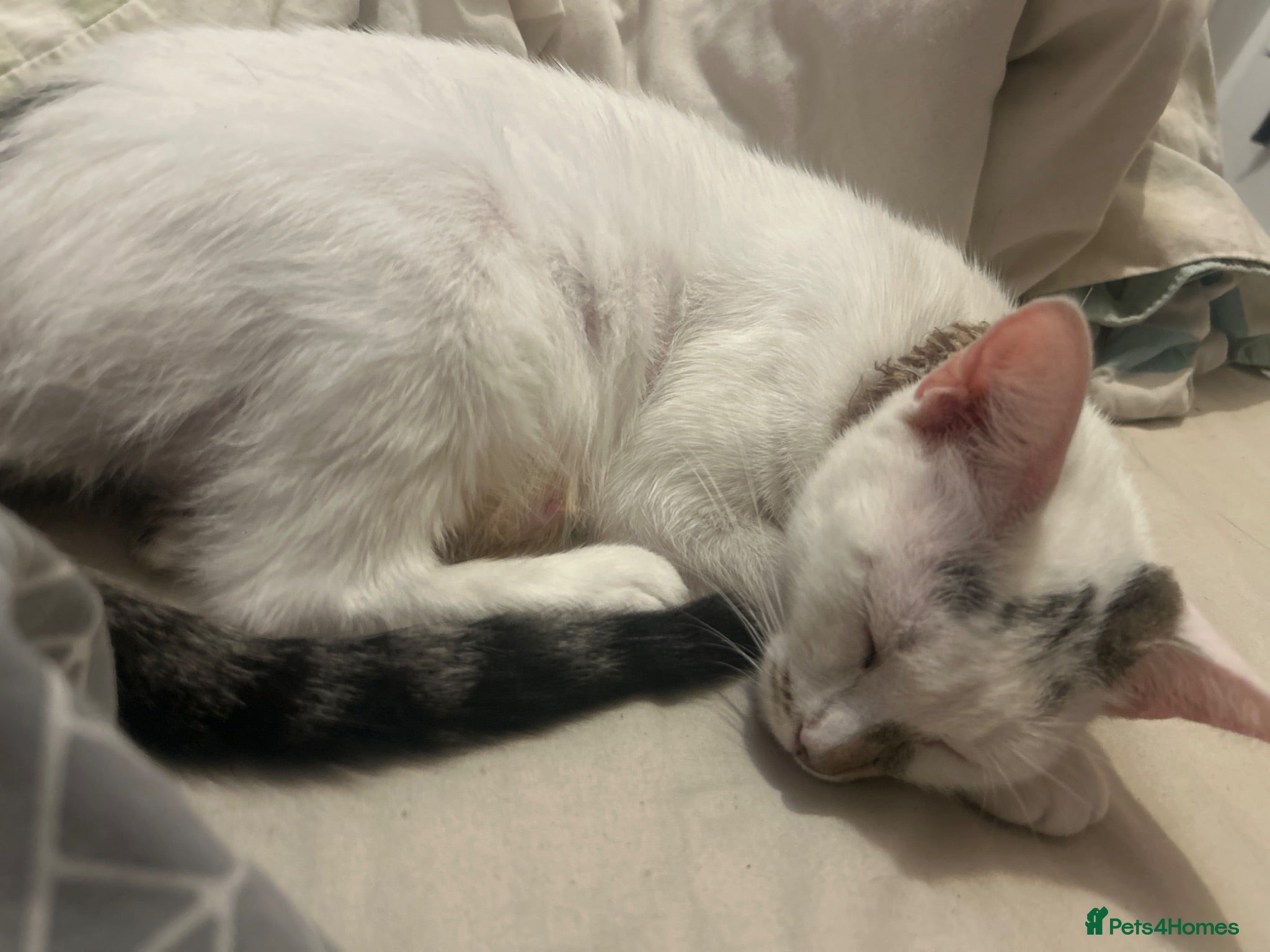 American Shorthair cats Four Kittens 💖 - Advert 2