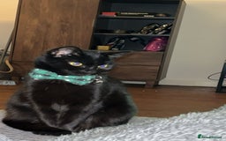 Bombay cats for sale: 2 female cats ******! - Image 3