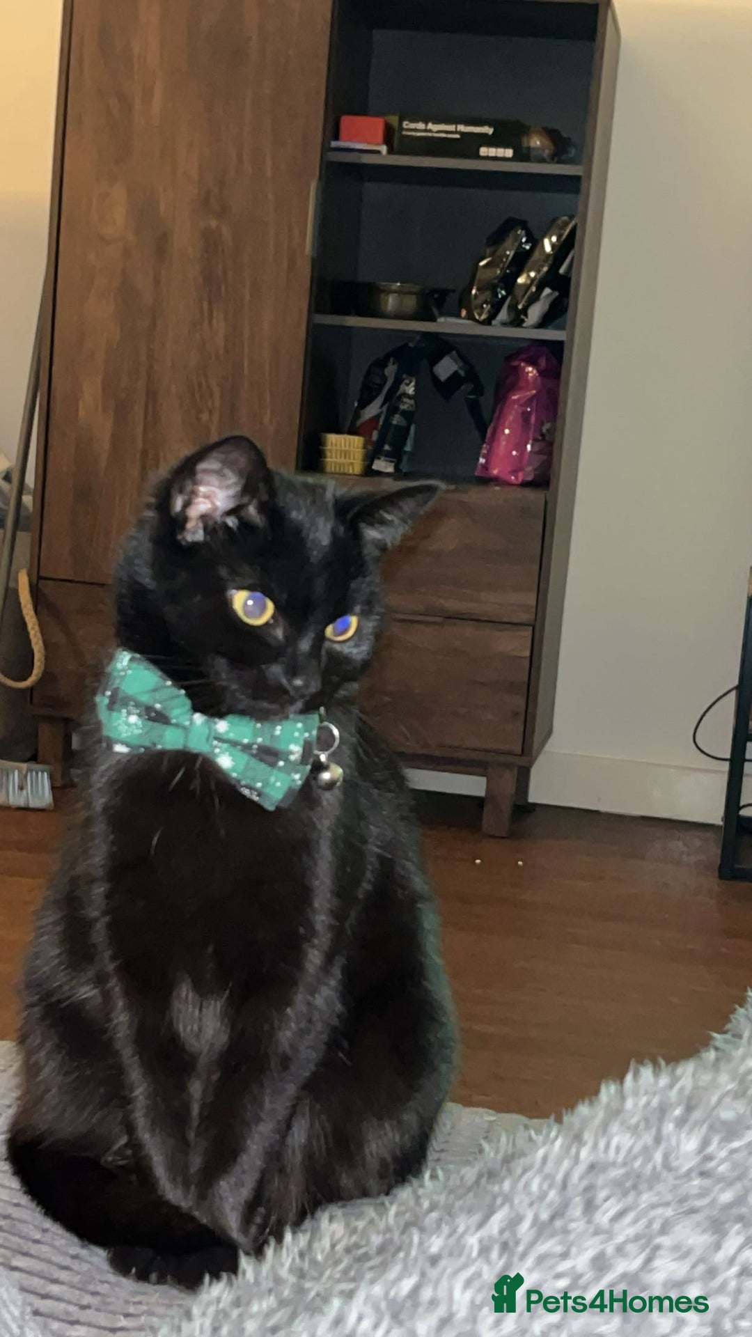 Bombay cats for sale: 2 female cats ******! - Image 3
