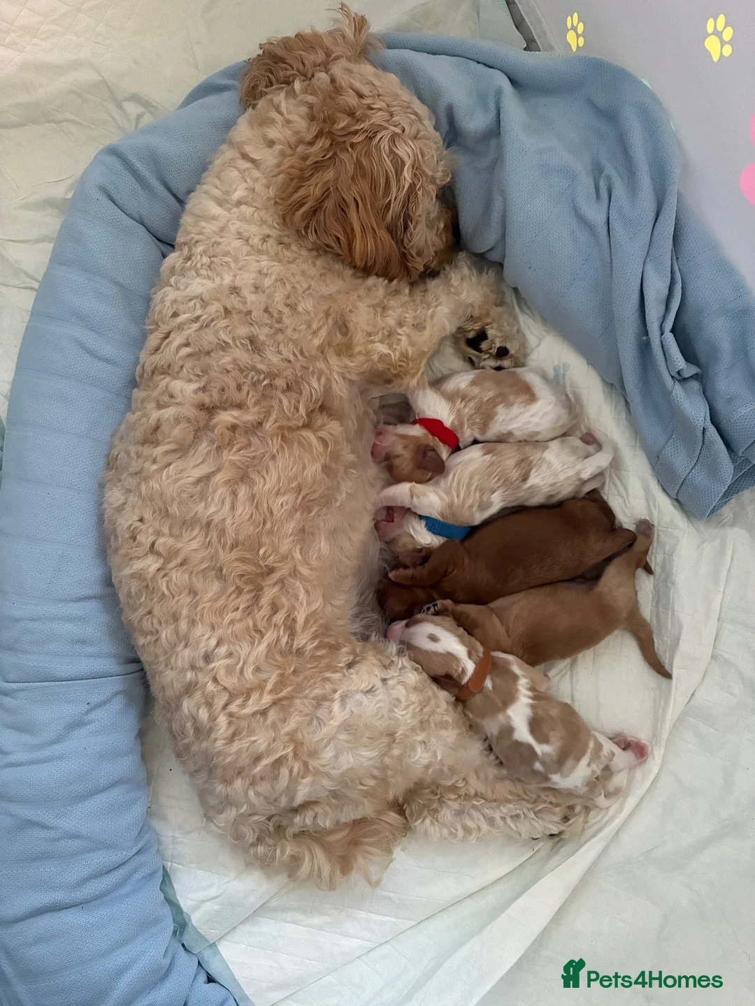 Cavachon dogs for sale: F1b Cavachon puppies in Burton-on-Trent - Advert 5