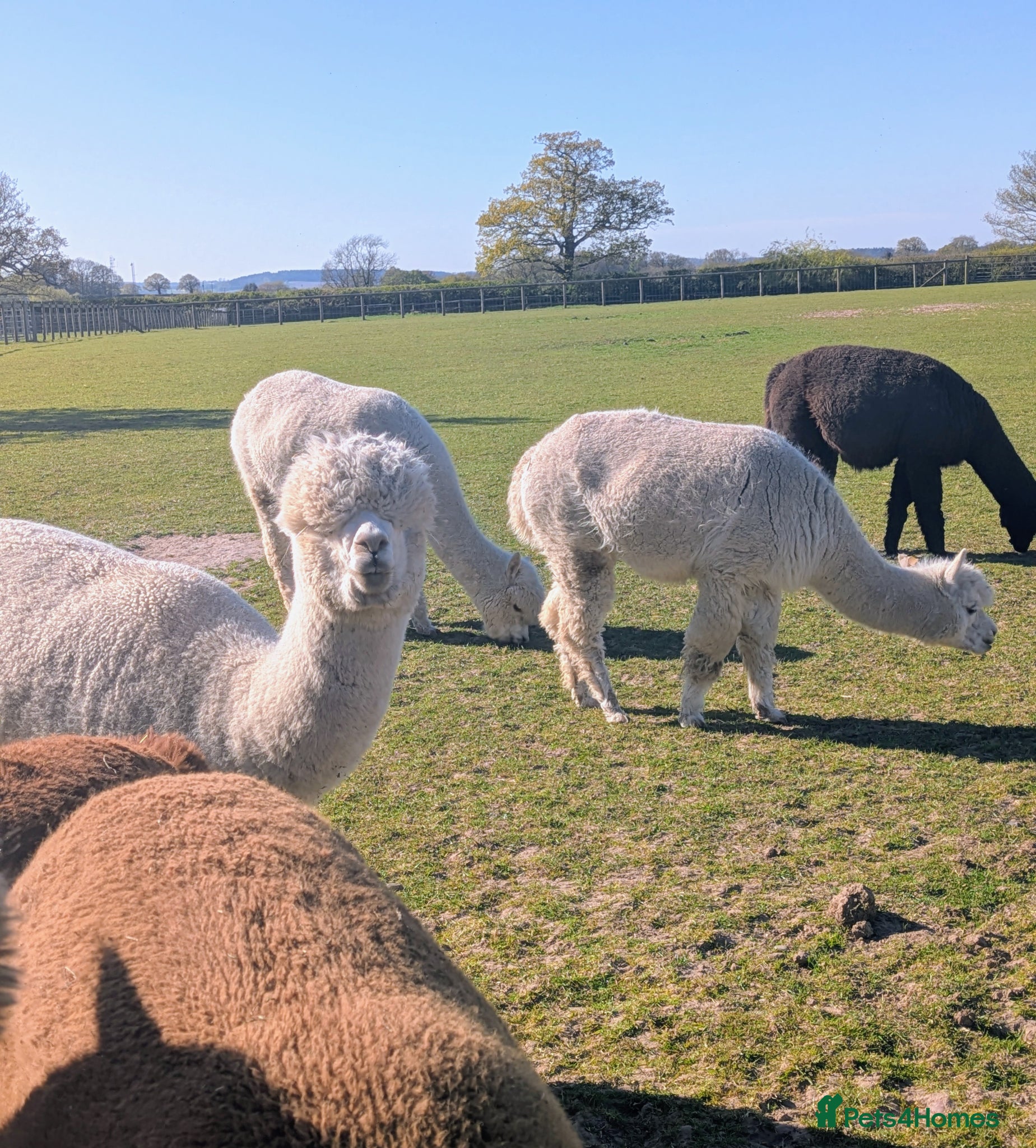 Alpaca livestock for sale: Female Alpacas - Advert 1