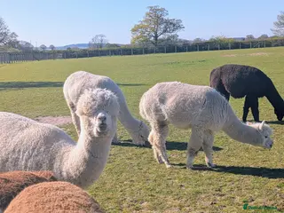 Alpaca livestock Female Alpacas - Advert 8