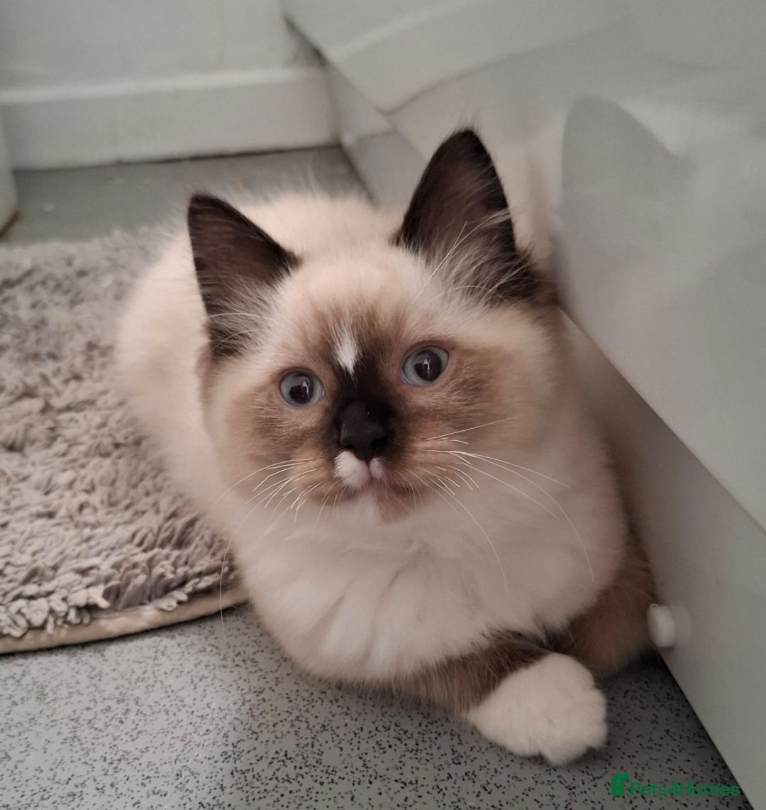 Ragdoll cats for sale:  ragdoll kittens  - Advert 8