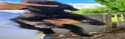 Lurcher dogs for sale: Deerhound Greyhound Collie/Bedlington  - Advert 15