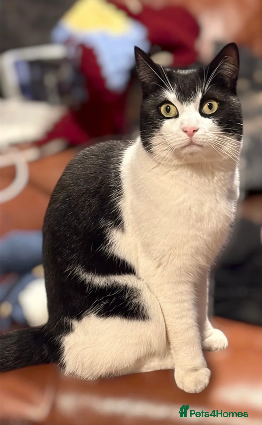 Domestic Shorthair cats for sale: Male cat in Cannock - Advert 2