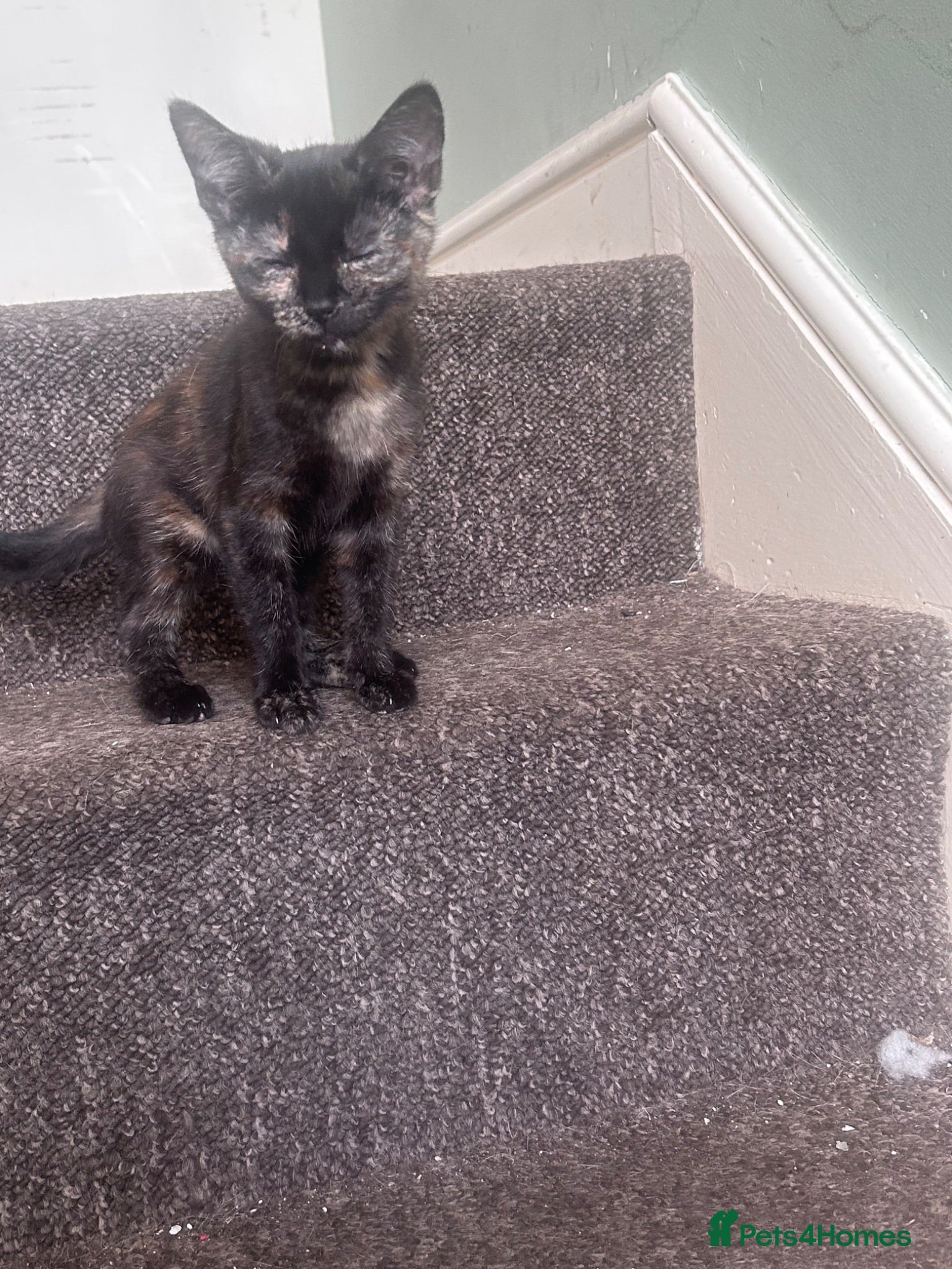 Domestic Shorthair cats Kitten - Advert 5