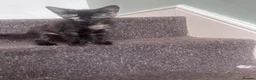 Domestic Shorthair cats for sale: Kitten in Cleethorpes - Advert 1