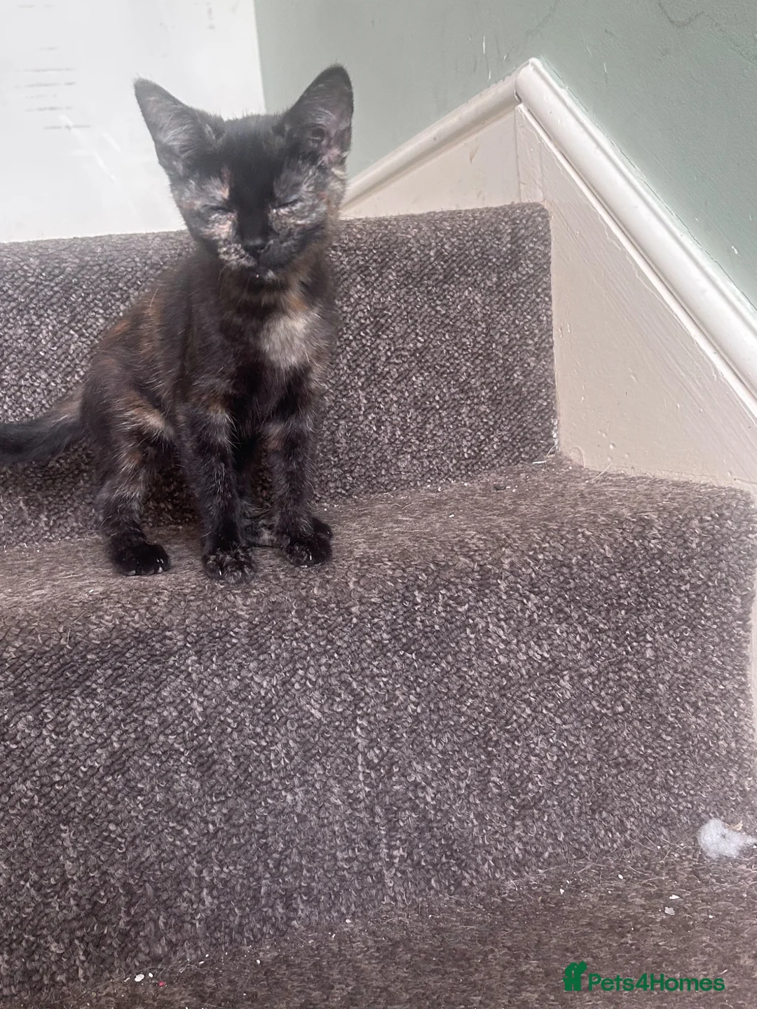 Domestic Shorthair cats for sale: Kitten in Cleethorpes - Advert 1