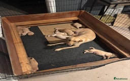 Labrador Retriever dogs for sale: Labrador Retrievers For Sale - Image 23