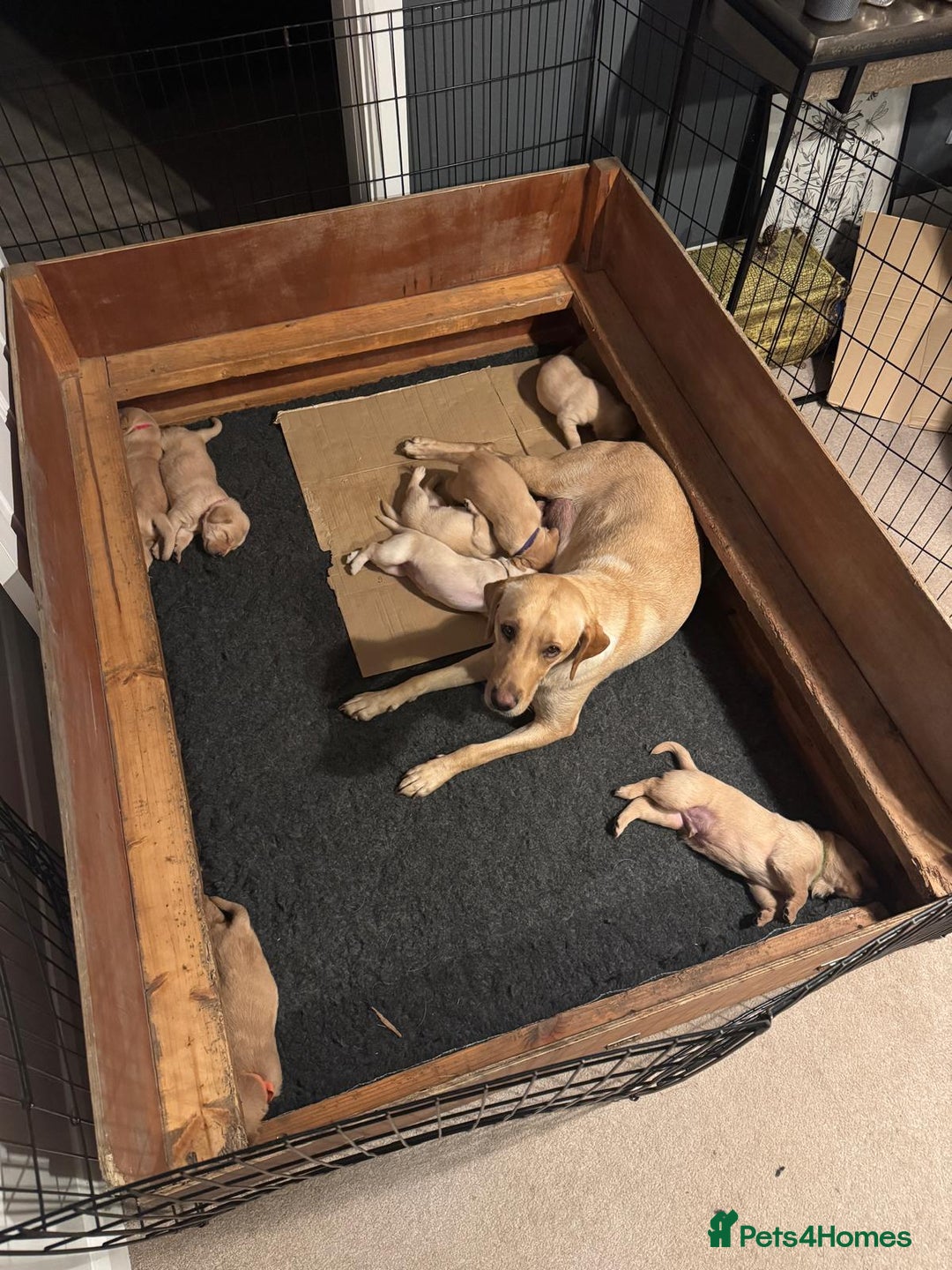 Labrador Retriever dogs for sale: Labrador Retrievers For Sale - Image 23