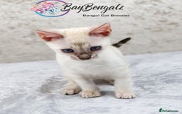 Bengal cats for sale: 1 Boy left, Bengal Snow kittens from RW TGC Sire - Image 7