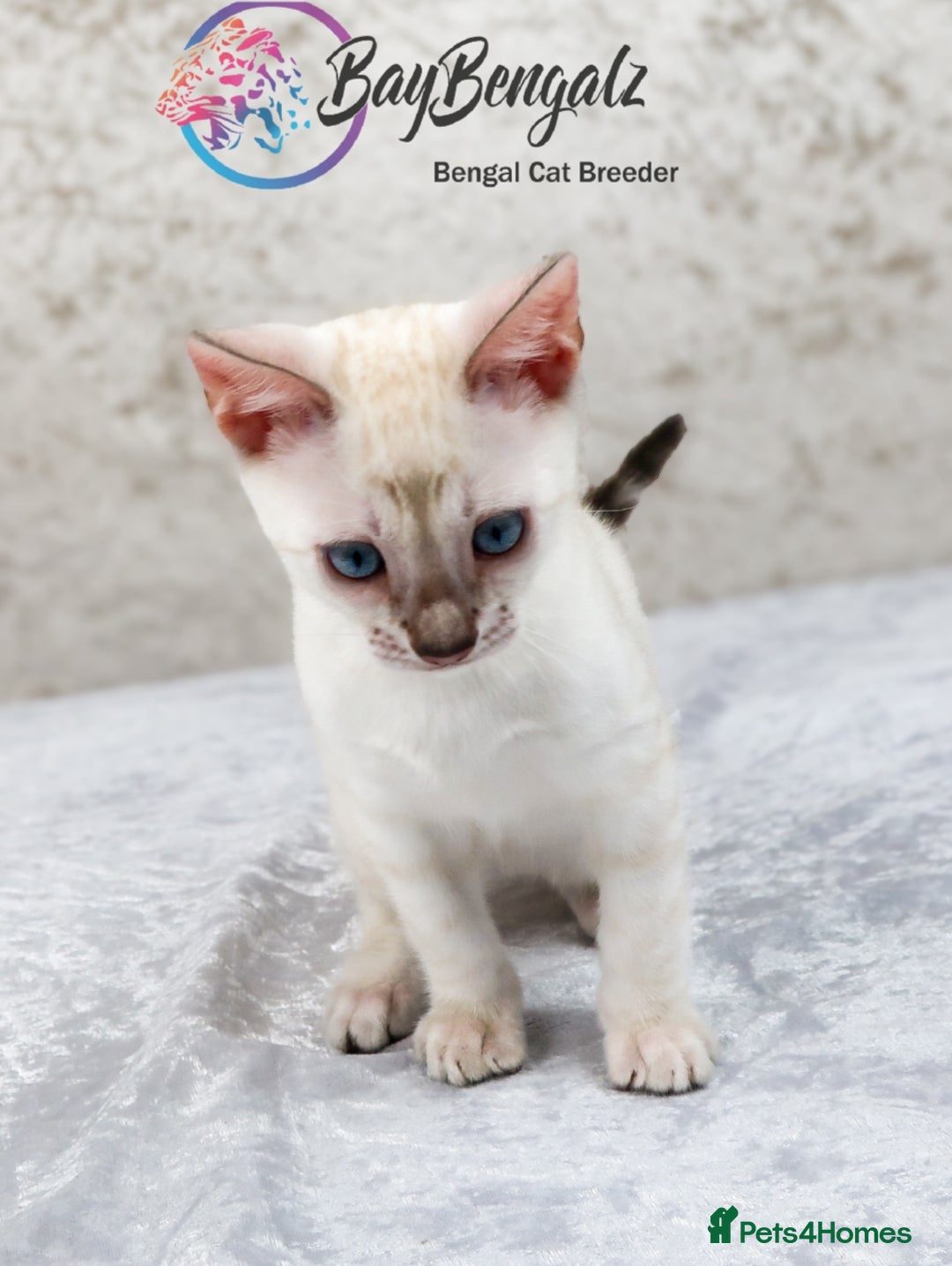 Bengal cats for sale: 1 Boy left, Bengal Snow kittens from RW TGC Sire - Image 7