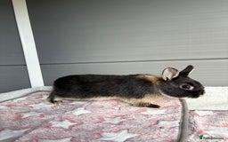 Netherland Dwarf rabbits for sale: Pure bred Netherland Dwarf (vaccinated) - Image 7