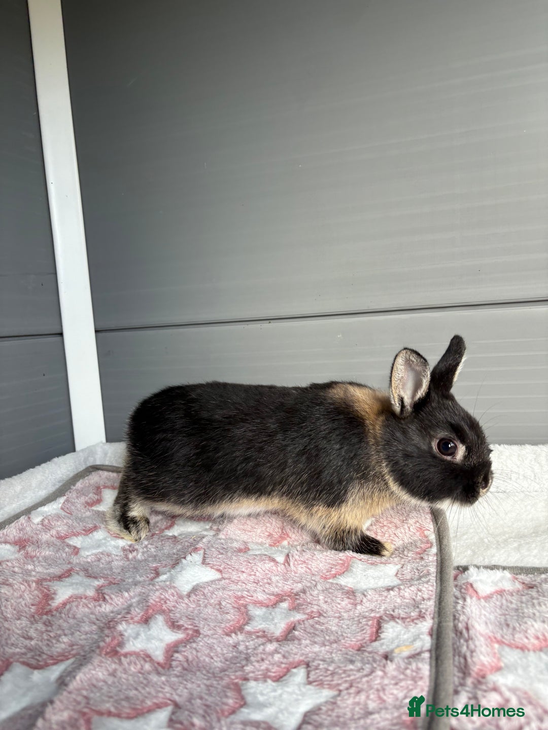 Netherland Dwarf rabbits for sale: Pure bred Netherland Dwarf (vaccinated) - Image 7