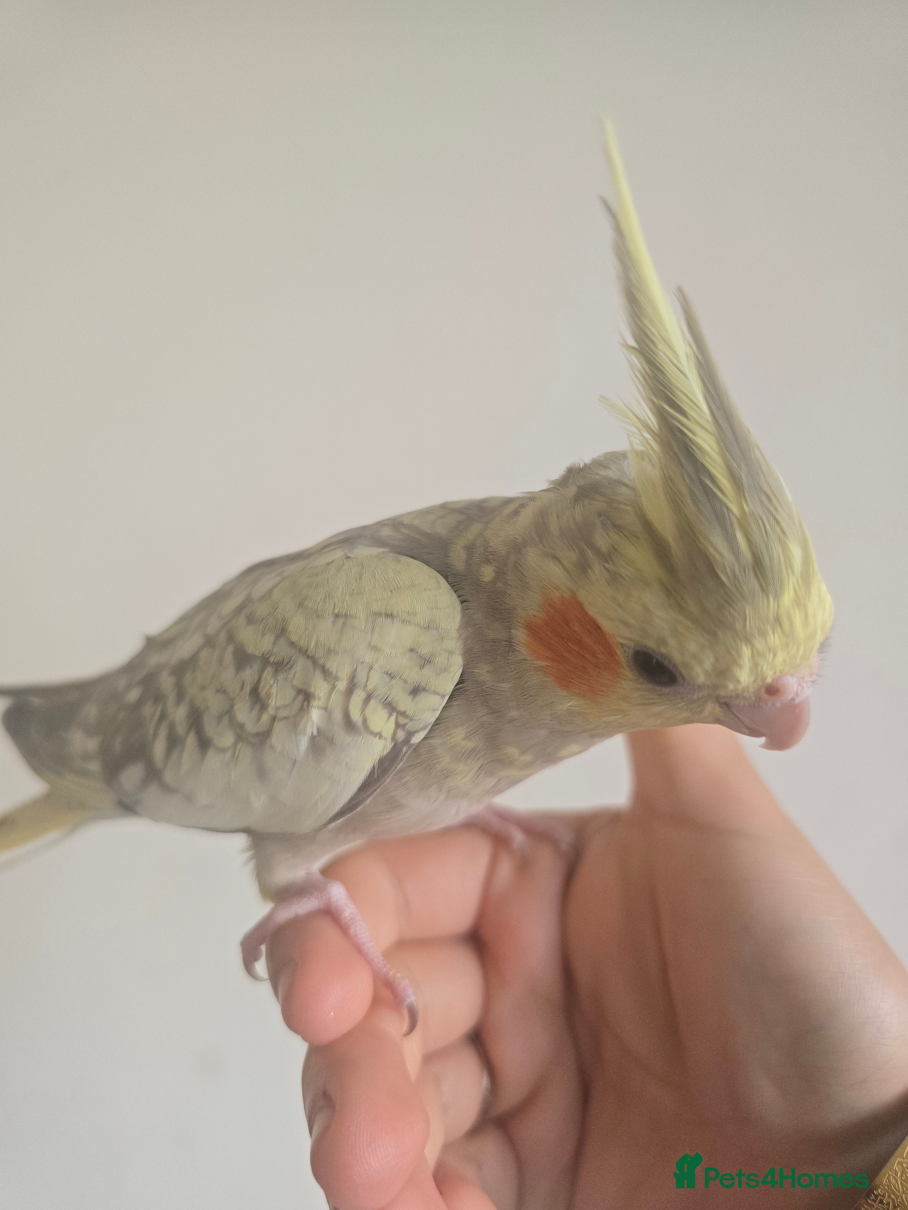 Cockatiels birds Cockatiel for sale (read description) - Advert 13
