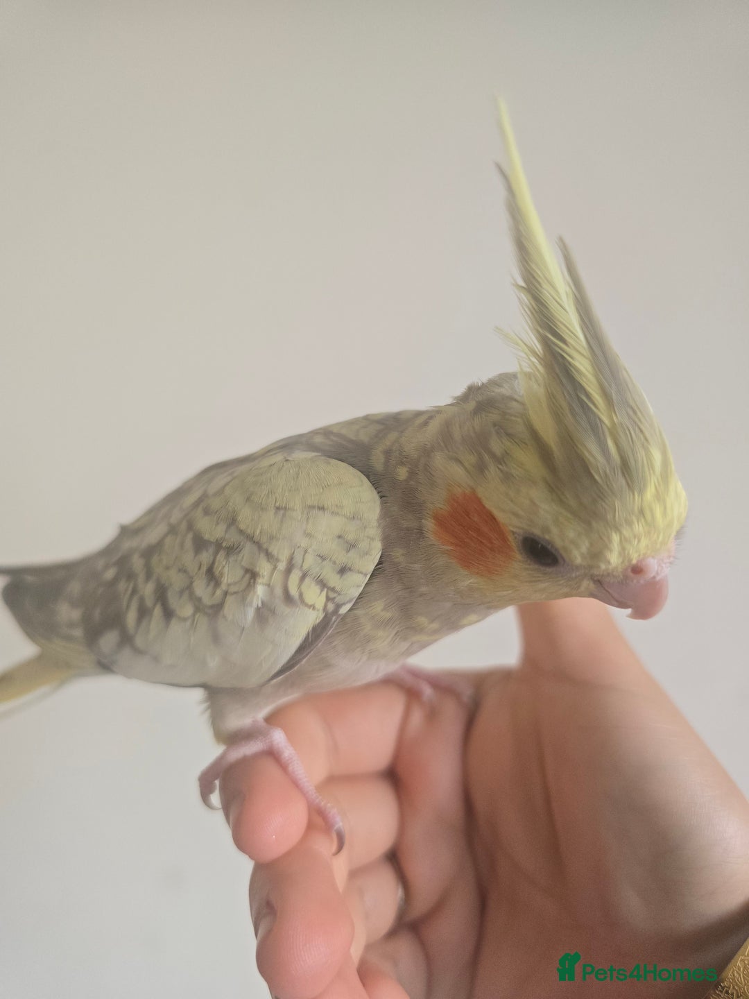 Cockatiels birds for sale: Pair of cockatiels for sale (read description) - Advert 2