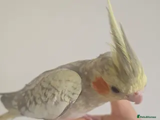 Cockatiels birds Cockatiel for sale (read description) - Advert 13