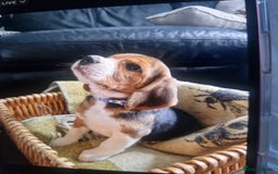 Beagle dogs for sale: (5th gen) pure pedigree beagle puppy - Image 15