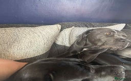 Cane Corso dogs for sale: Beautiful cane corso puppies  - Image 22