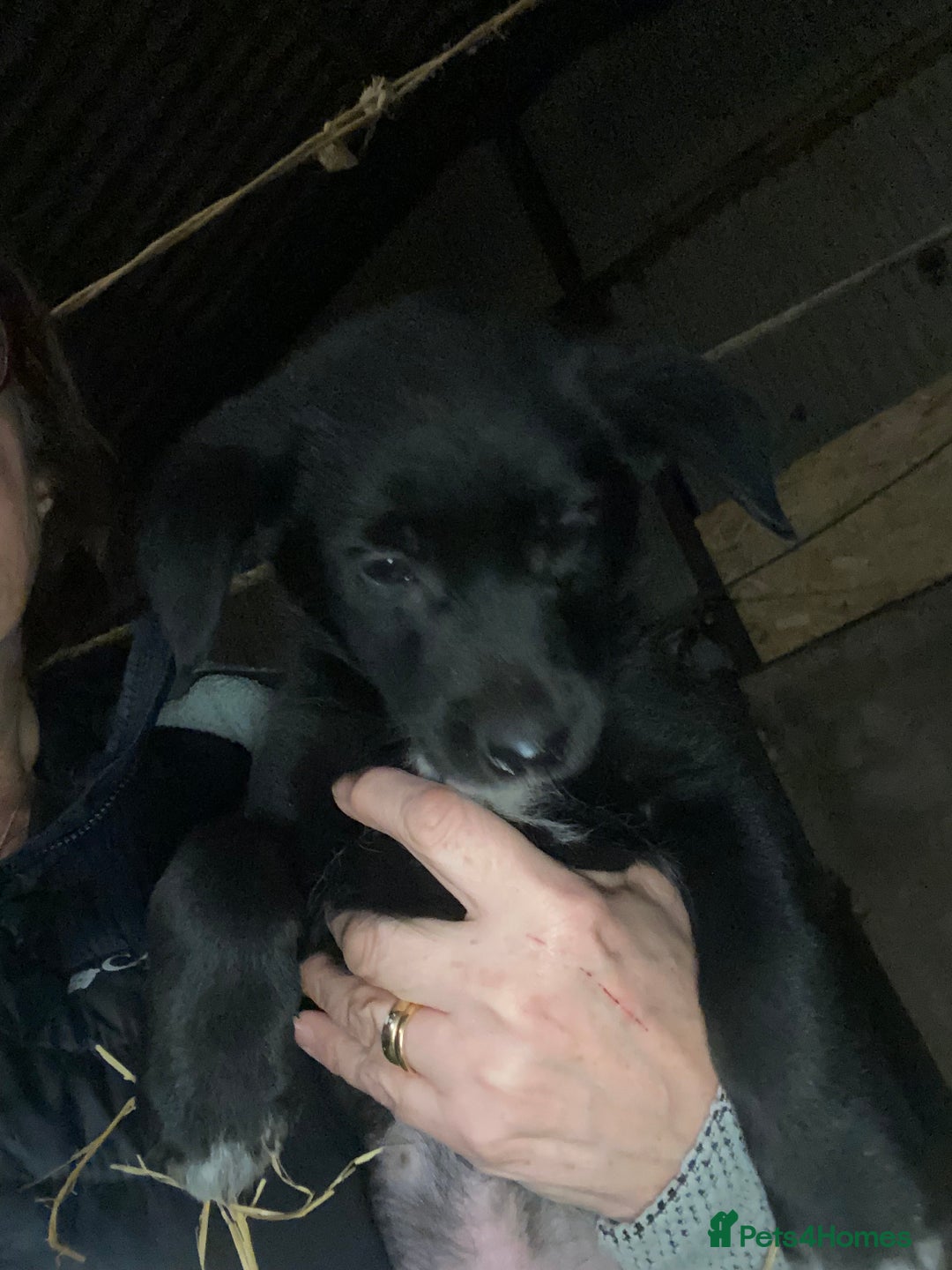 Mixed Breed dogs for sale: One little male Labrador x collie - Advert 20