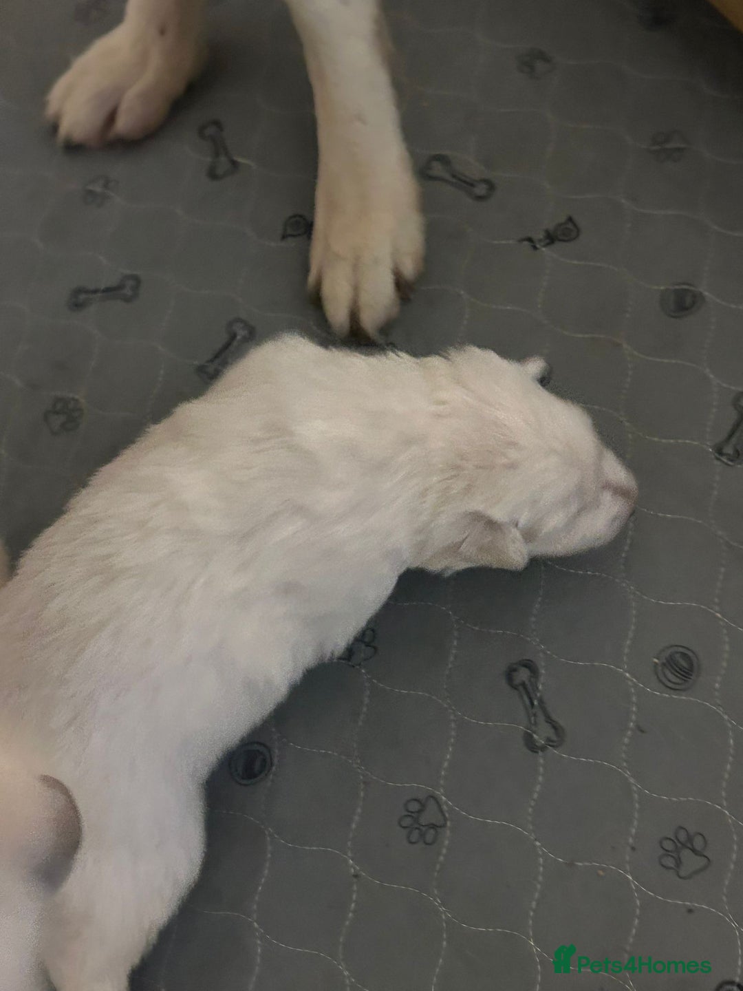 White Swiss Shepherd dogs for sale: World Champion Line White Swiss Shepherd Pups - Advert 5