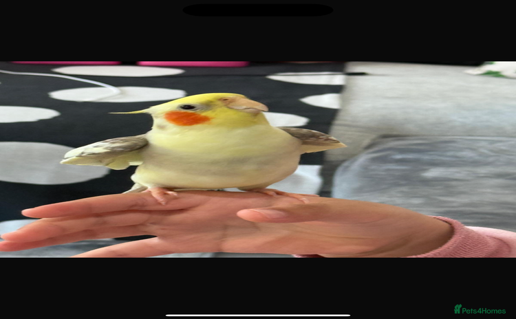 Cockatiels birds - Advert 1