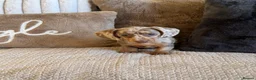 Miniature Dachshund dogs for sale: KC REGISTERED MINIATURES  - Advert 8