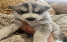 Siberian Husky dogs for sale: BEAUTIFUL SIBERIAN HUSKIES  - Image 6