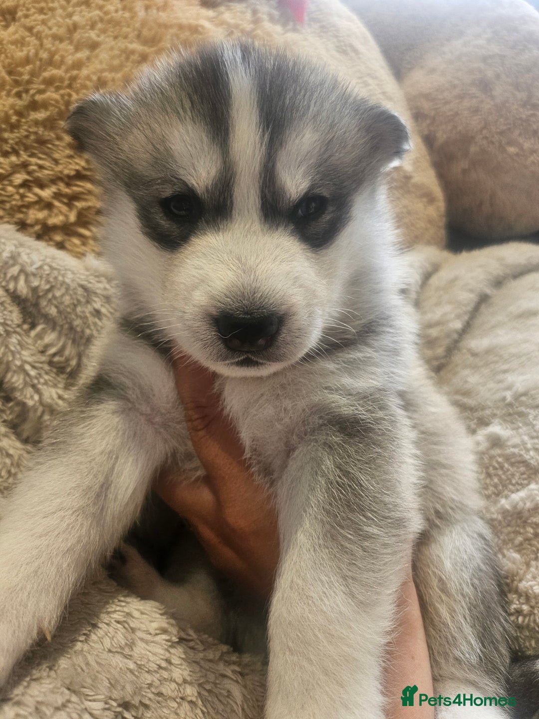Siberian Husky dogs for sale: BEAUTIFUL SIBERIAN HUSKIES  - Image 6