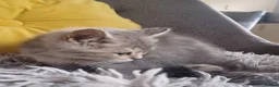 British Shorthair cats for sale: Loving, pretty Scottish Straight kittens  - Advert 24