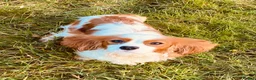 Cavapoo dogs for sale: Stunning DNA Tested Cavapoo F1 Puppies Red in Llandinam - Advert 8