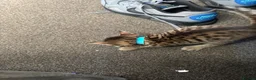 Bengal cats for sale: Bengal 75% maine coon 25%   - Advert 7