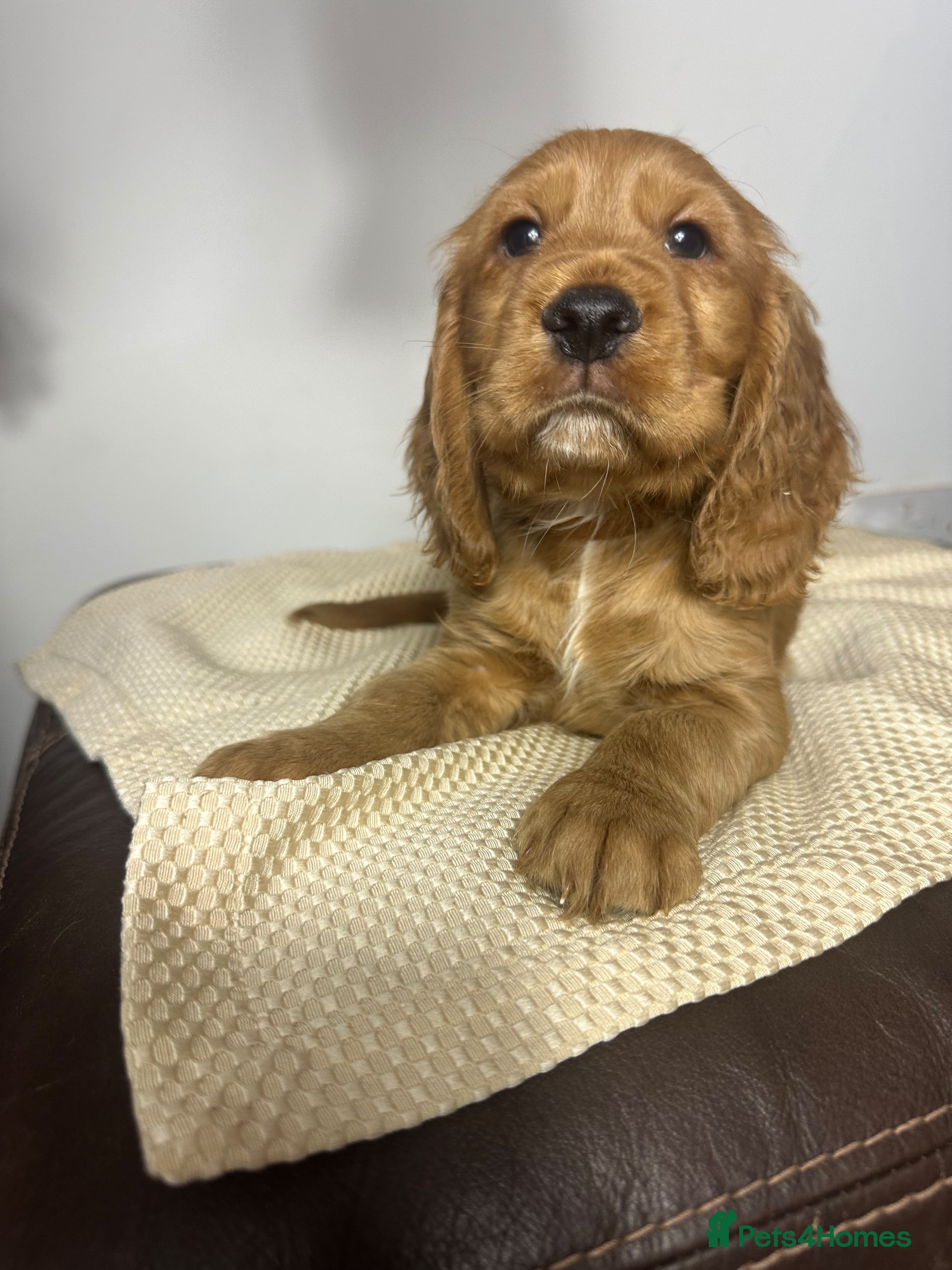 Cocker Spaniel dogs for sale: Cocker Spaniel Puppies - Advert 1