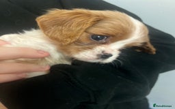 Cavalier King Charles Spaniel dogs for sale: cavalier king charles spaniels 1 little girl left - Image 3